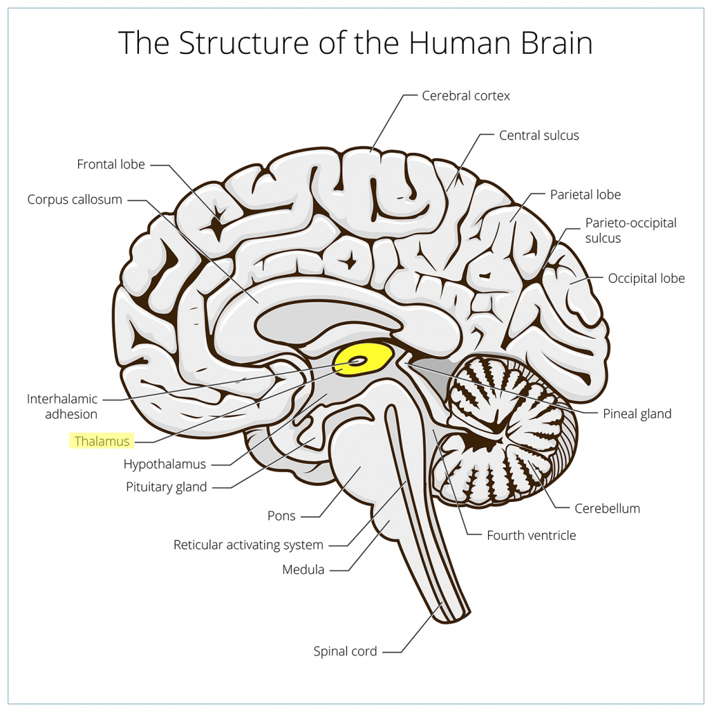 illustration of brain region thalamus for article get and hold a persons attention