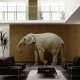 elephant in the room photo of elephant in a room with couches