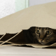 image of a cat in a bag for article header, let the cat out of the bag