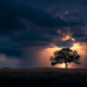 image of a tree in a storm for the article on the Science of Resilience